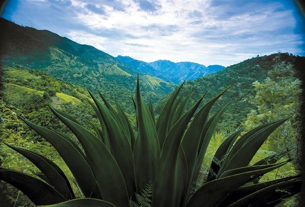 jamaica;_een_vakantiebestemming_voor_echte_natuurliefhebbers.jpg